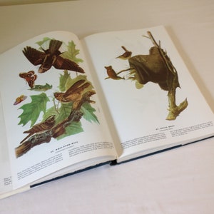 May include: An open book with illustrations of birds and a moth. The book is titled "Birds of America" and features a whip-poor-will and a house wren.