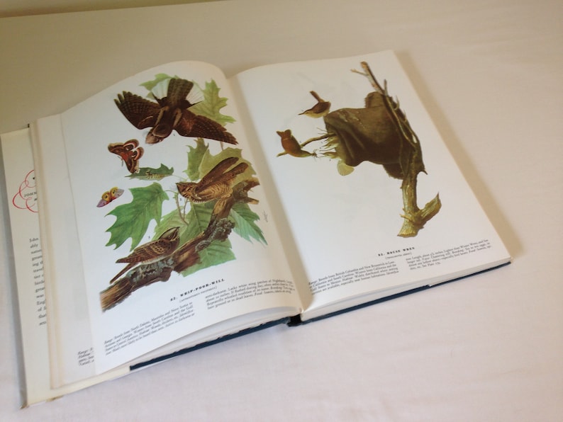 May include: An open book with illustrations of birds and a moth. The book is titled "Birds of America" and features a whip-poor-will and a house wren.