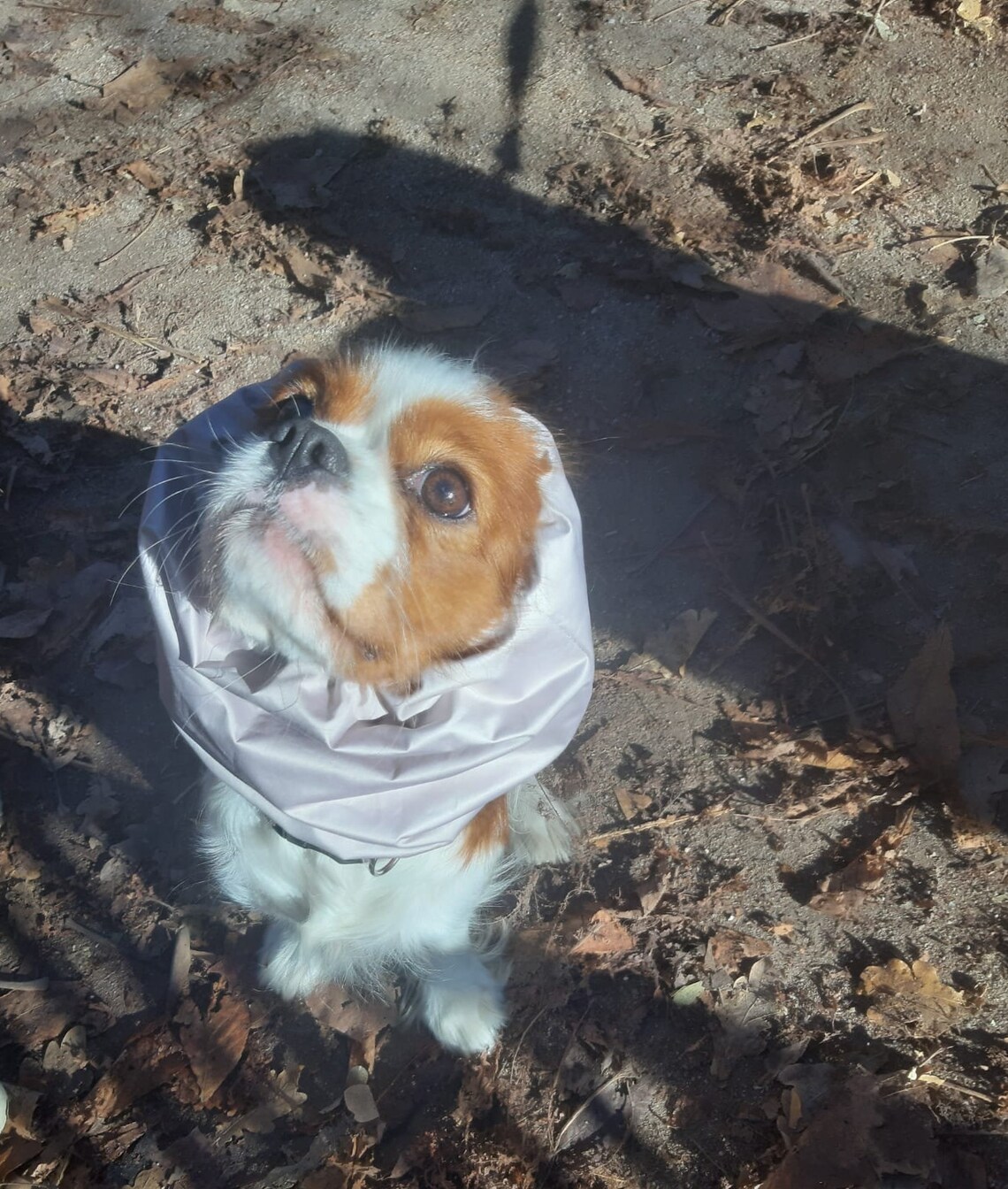 Waterproof Dog Snood ears protector for long ears dogs Etsy España