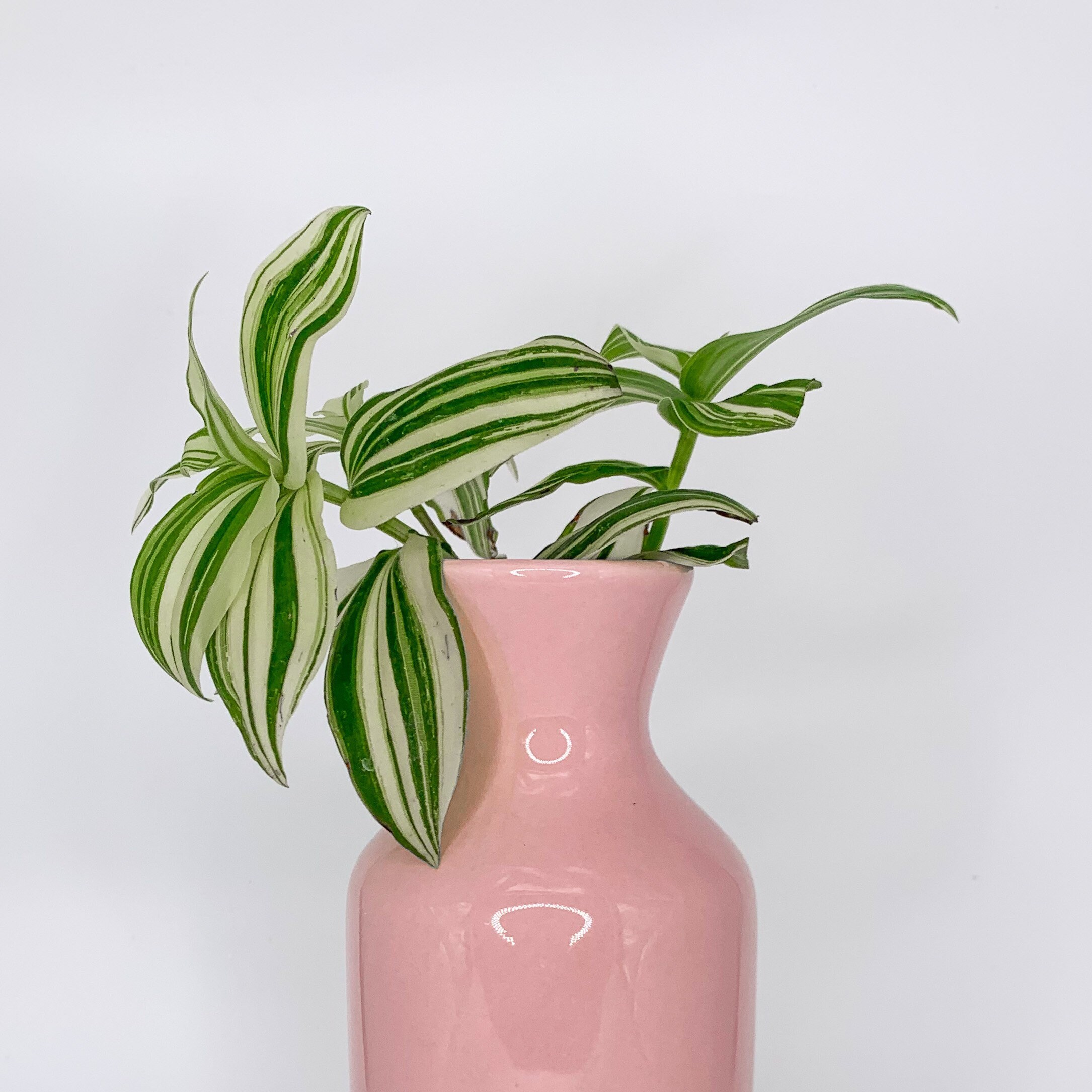 ADORABLE Wandering Jew Tradescantia Fluminesis Variegata Inch Plant