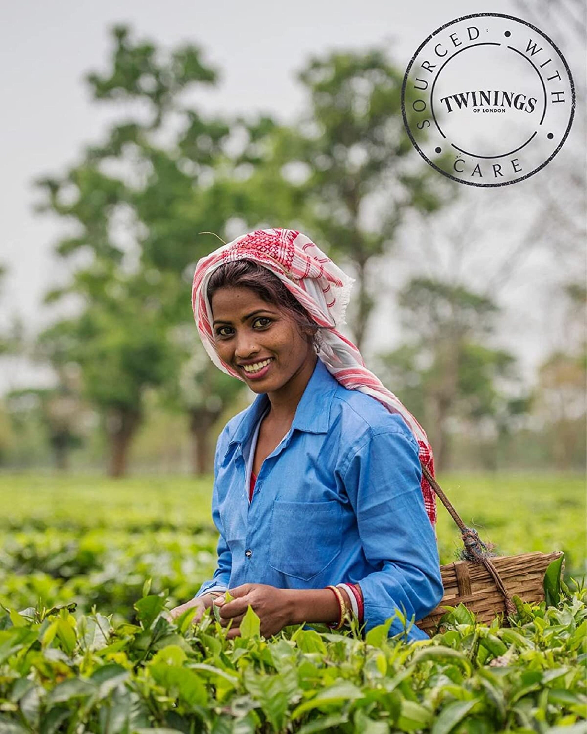 Herbal Tea Bag Gift Assortment 100 Naturally Caffeine Free Etsy