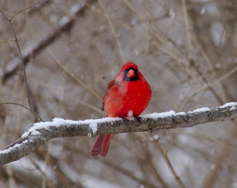 Cardinal in a snowstorm digital download, redbird, snowstorm, male cardinal, cardinal wall art,cardinal photo