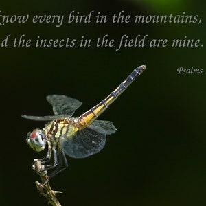 Inspirational dragonfly digital download,bible verse, inspirational wall art, dragonfly wall art, religious art