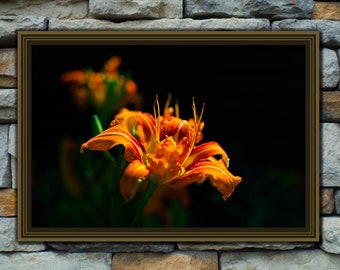 Orange daylily, digital download. orange flower photograph,