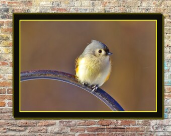 May include: A small, gray and white bird with a black eye sits on a rusty metal perch. The bird has a yellow breast and a brown background.