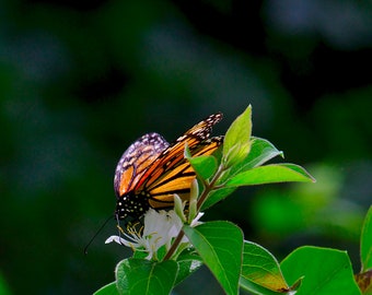 Monarch butterfly,digital download, monarch photograph, butterfly, butterfly photograph, butterfly digital print, orange butterfly photo