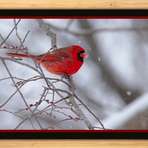 Snowy cardinal digital download, cardinal photo, male cardinal, cardinal in snowstorm