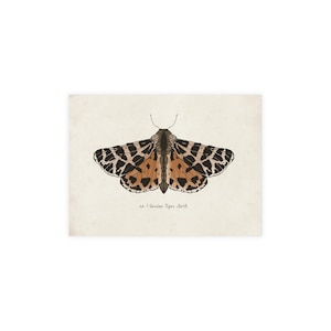 Jeu de cartes postales vintage contre les papillons de nuit, cartes de voeux élégantes, souvenirs de voyage dans la nature, papeterie écologique, parfait pour toutes les occasions
