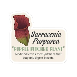 Purple Pitcher Plant Sticker Sarracenia Purpurea Botanical Vinyl Decal Carnivorous Plant Laptop & Water Bottle Die Cut