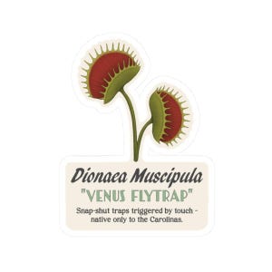 Venus Flytrap Sticker Dionaea muscipula Vinyl Decal | Carnivorous Plant Art for Laptop, Water Bottle & Journal