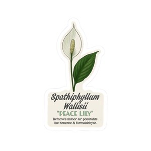 Sticker vinyle lis de la paix Sticker Spathiphyllum | Décoration pour ordinateur portable et bouteille d'eau avec plante purificatrice d'air