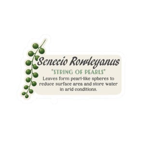 Parelsnoer sticker Senecio rowleyanus trailing sappige vinyl sticker | Hangende kamerplantkunst voor laptop en bidon