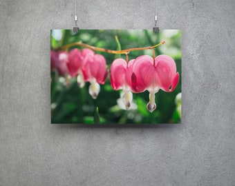 Sangrado corazón flor rosa fotografía - pared arte impresión