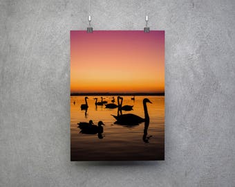 Cisnes en Ostróda Polonia Wall Art Print Travel Europa