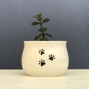 May include: White ceramic planter with three black paw prints. A small green succulent plant is growing in the planter.