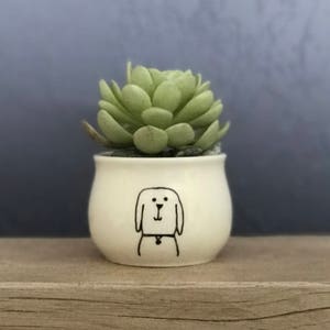 May include: A white ceramic succulent planter with a hand-drawn illustration of a dog's face. The succulent is green and has a rosette shape.