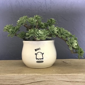 May include: A white ceramic planter with a ghost and the word "BOO!" printed on it. A green succulent plant is growing in the planter.