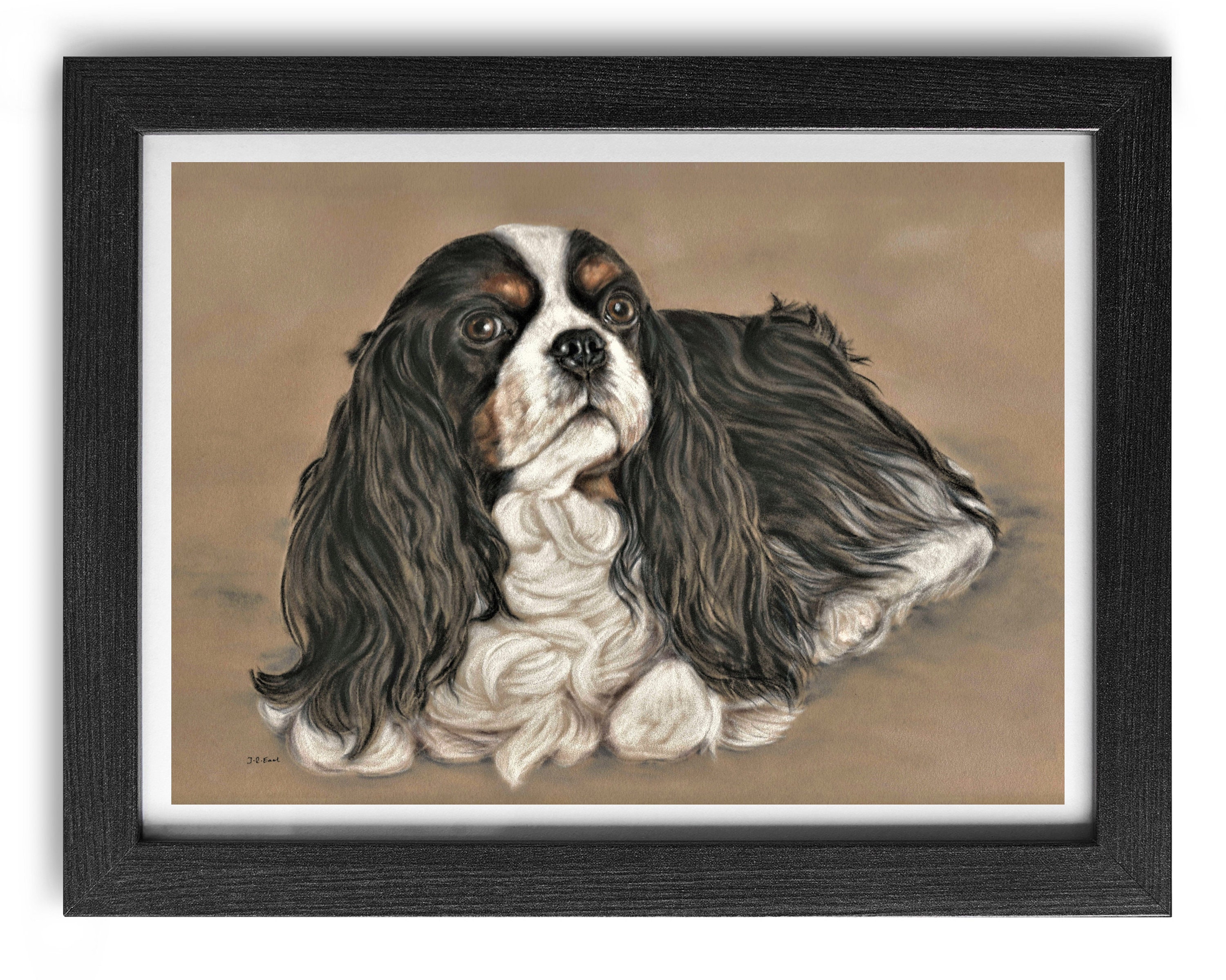 tri colour spaniel