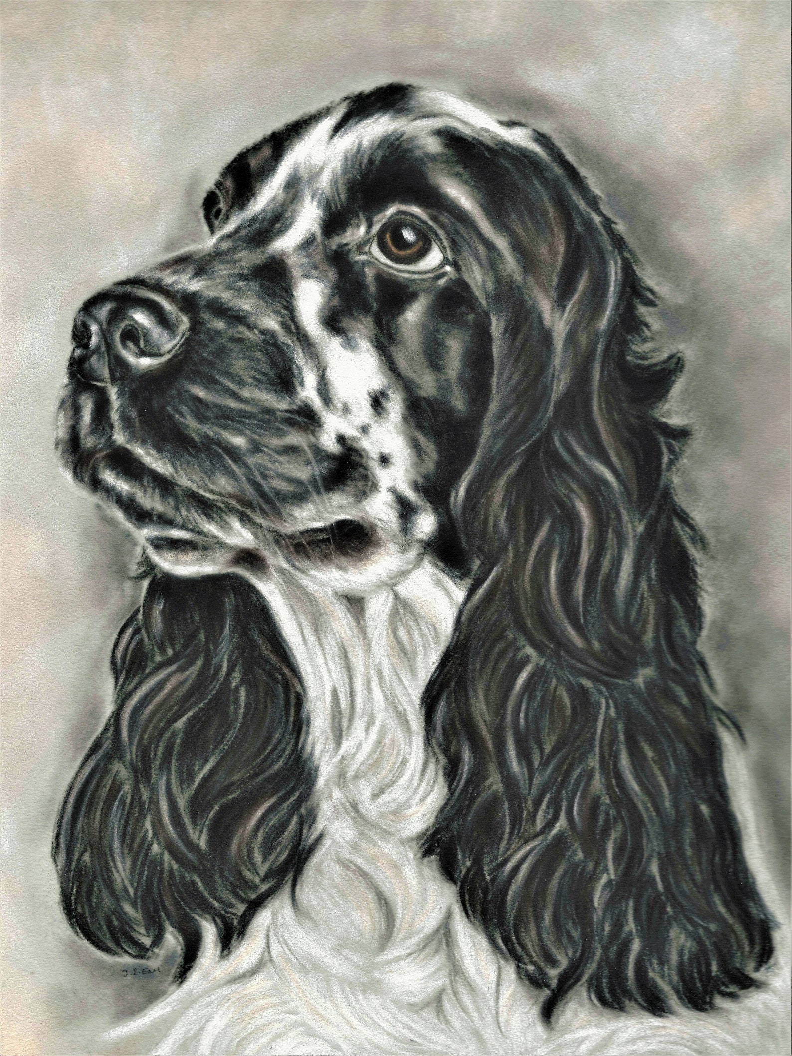 Cocker Spaniel Art Print: Black and White Dog Portrait, Various Sizes ...