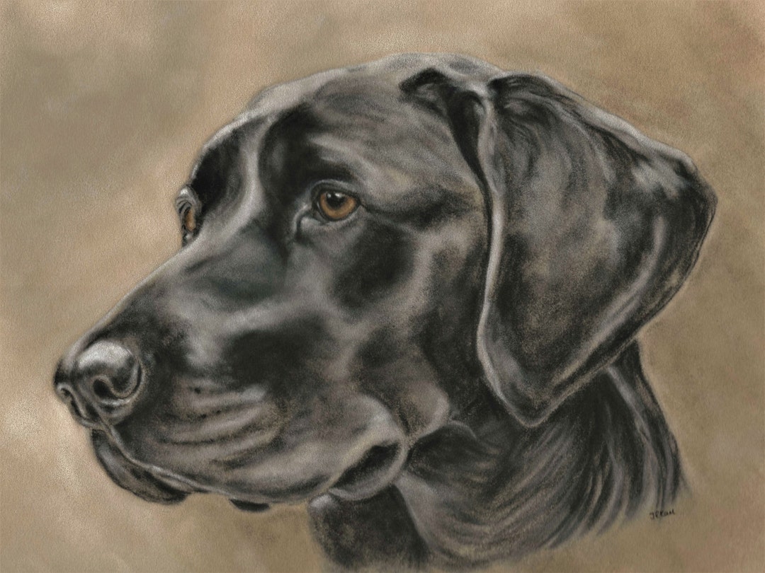 Black Labrador Print: Original Art, Dog Portrait - Etsy