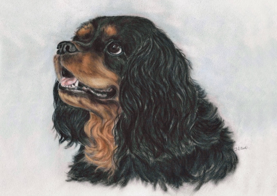 tan cavalier king charles spaniel