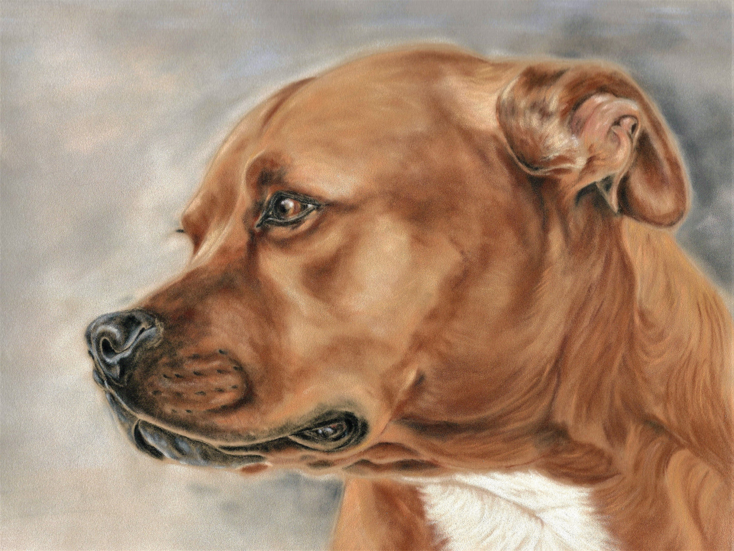 Staffordshire Bull Terrier Staffy Art Staffy Wall Art Etsy UK