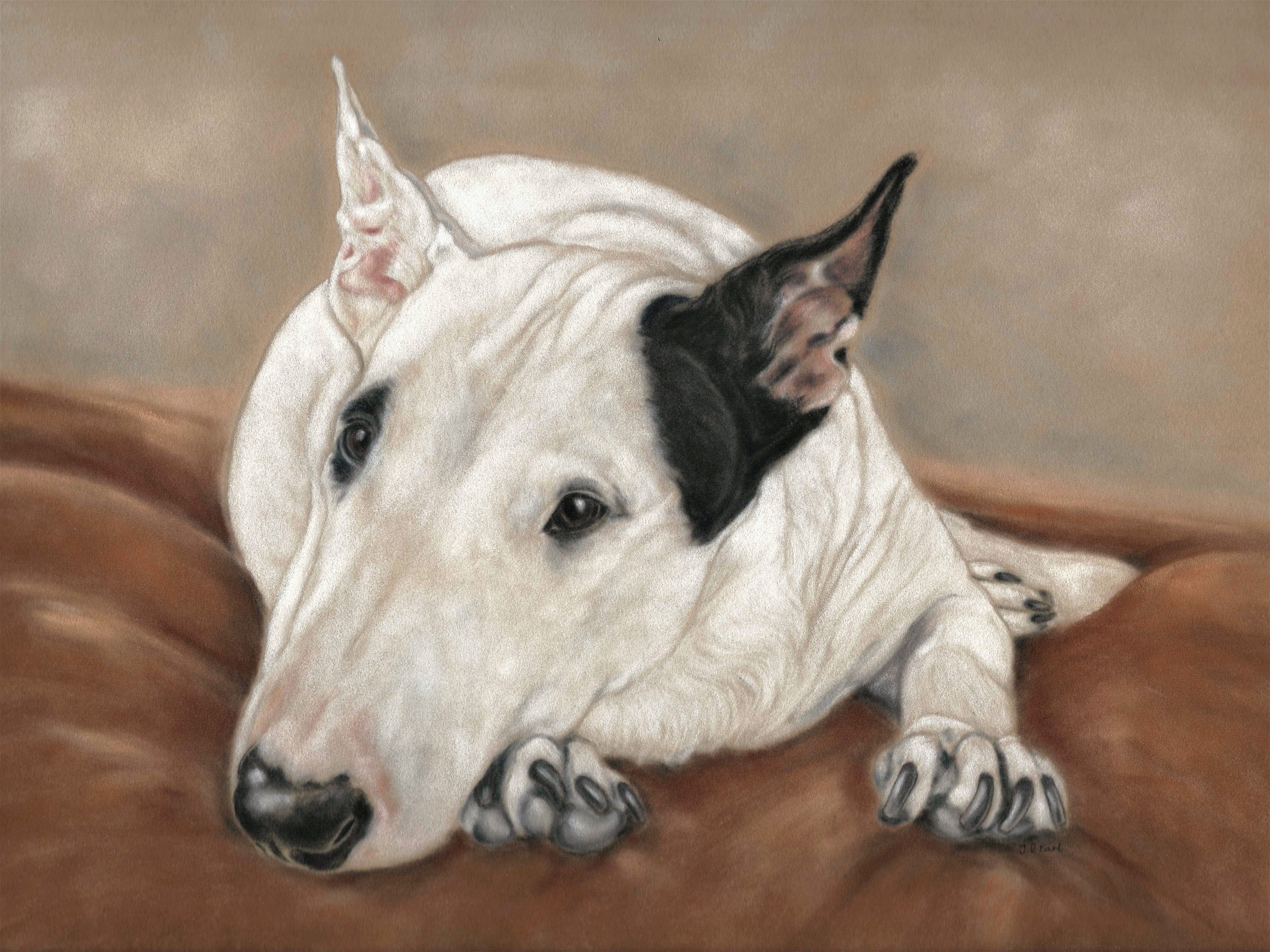 Framed Bull terrier Original Bull terrier art print Bull Etsy