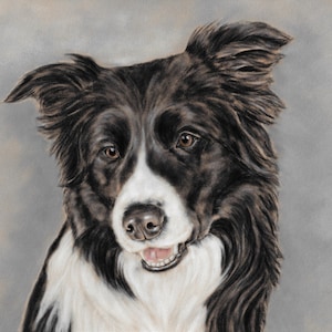 Border Collie Art Print - Dog Wall Art - Original Artwork - Border Collie Picture - Dog Lovers Gift