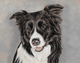 Border Collie Art Print: Original Dog Portrait Pastel Painting