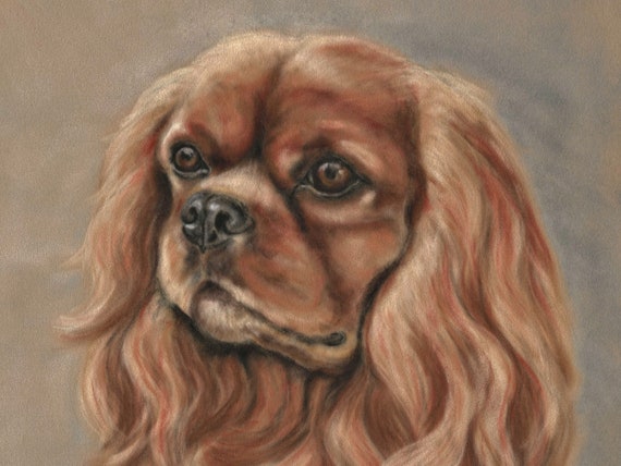 ruby cavalier spaniel