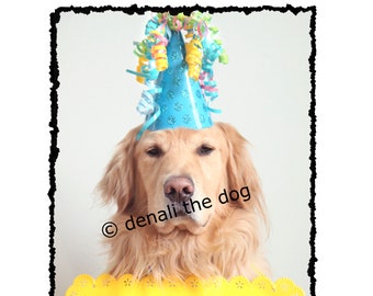 Cartes d’anniversaire, cartes d’anniversaire chien, joyeux anniversaire, cartes de voeux Golden Retriever, Golden Retriever, anniversaire carte ensemble, cartes d’anniversaire