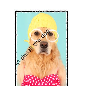 Beach, Summer Cards, Beach cards, Denali, Summertime cards, Golden Retriever cards, Dog Summer cards, Dog Cards, Dog Lovers, Funny cards