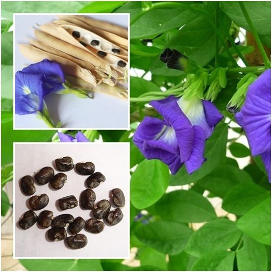 Details about   Thai Double BLUE BUTTERFLY PEA Seeds Clitoria Ternatea Flower Seeds Organic Seed 