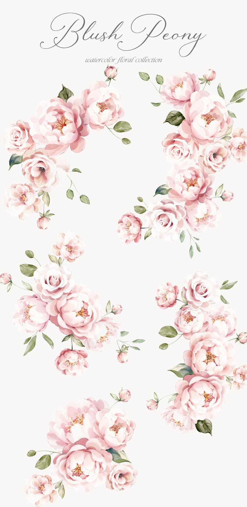 May include: A collection of six watercolor illustrations of blush pink peonies with green leaves. The illustrations are arranged in a vertical pattern on a white background. The text "Blush Peony watercolor floral collection" is at the top of the image.