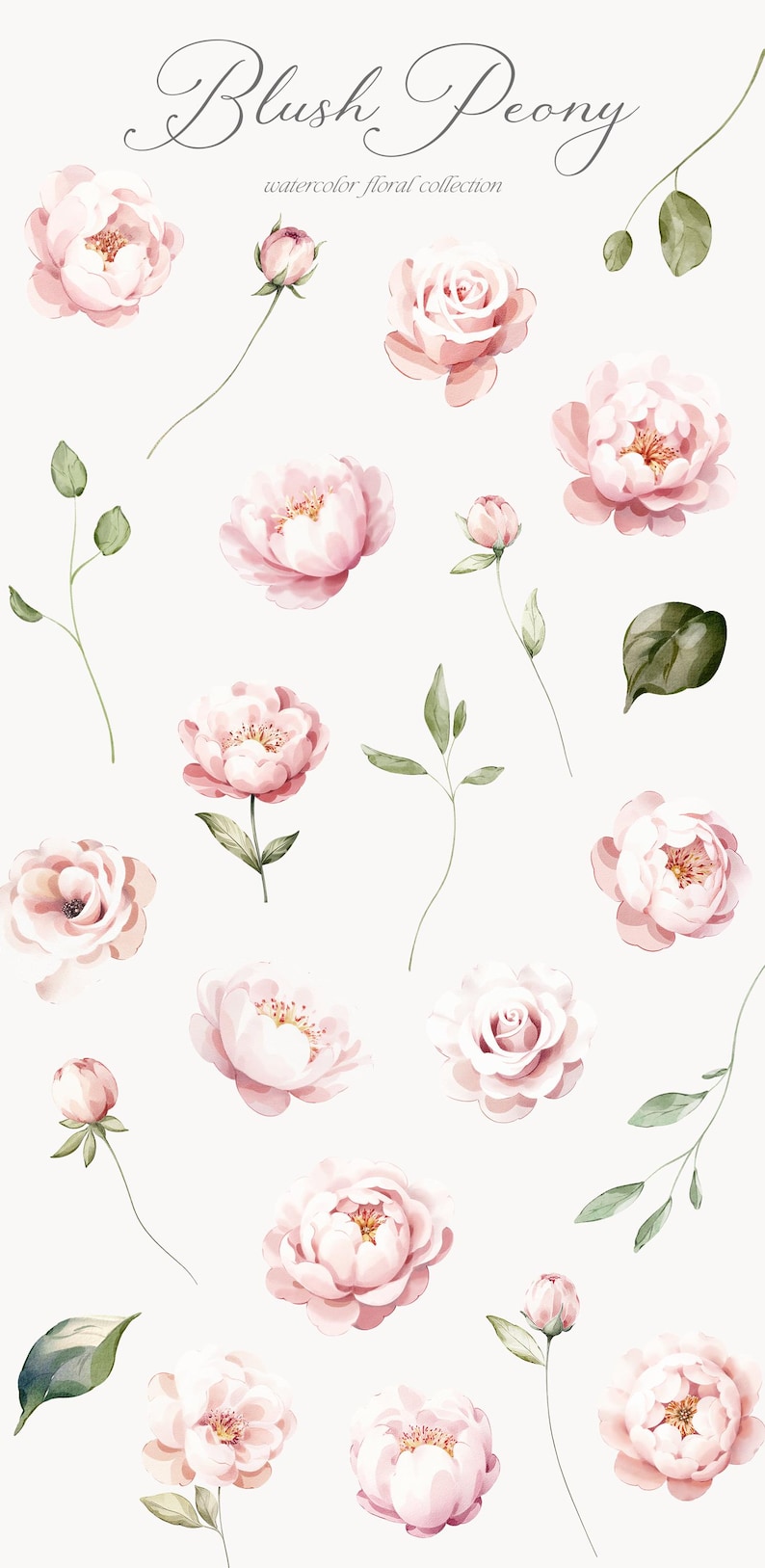 May include: A watercolor illustration of blush pink peonies and leaves. The illustration is titled "Blush Peony watercolor floral collection".