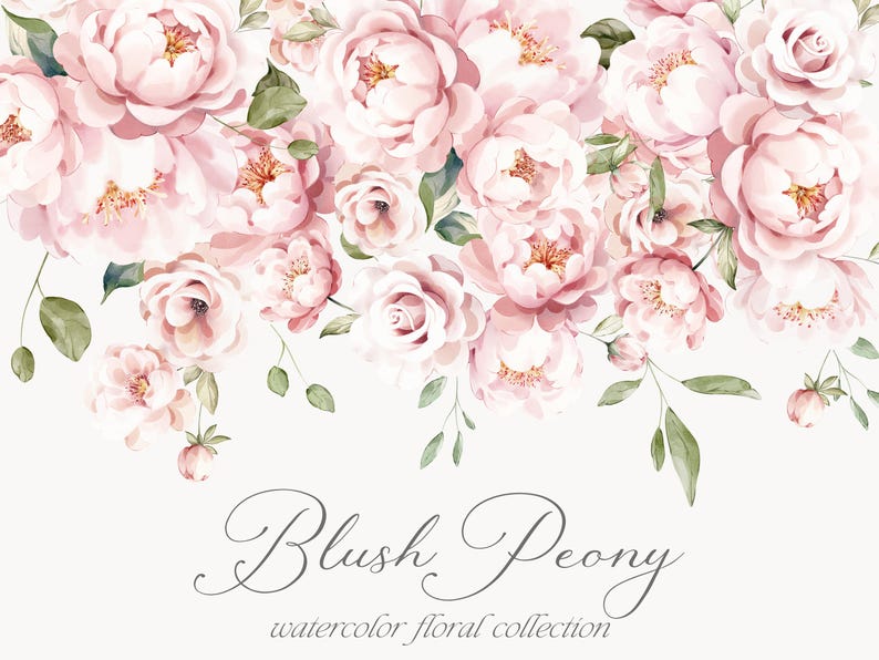 May include: A watercolor illustration of a bouquet of blush pink peonies with green leaves. The text "Blush Peony watercolor floral collection" is at the bottom of the image.