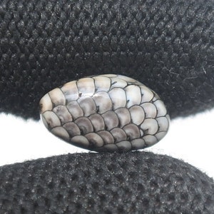 May include: Close-up of a snake skin shedding, showing the pattern of scales in shades of gray and white.