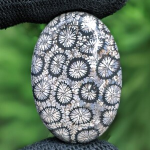 Fossilized Coral, Indonesia Fossilized Gemstone, Loose Gemstone For Making Jewelry, Hand Polished Stone