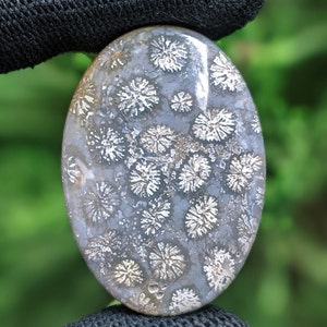 Fossilized Coral, Indonesia Fossilized Gemstone, Loose Gemstone For Making Jewelry, Hand Polished Stone