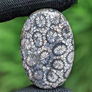 Fossilized Coral, Indonesia Fossilized Gemstone, Loose Gemstone For Making Jewelry, Hand Polished Stone