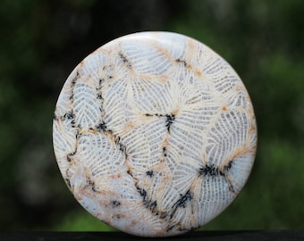 化石サンゴカボション：手磨き宝石（14x14x5 mm） - Etsy 日本