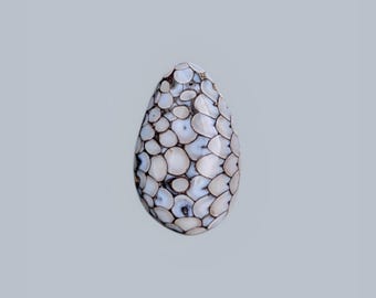 Wrasse Snake Skin Stone Fossilized Loose Gemstone Cabochon