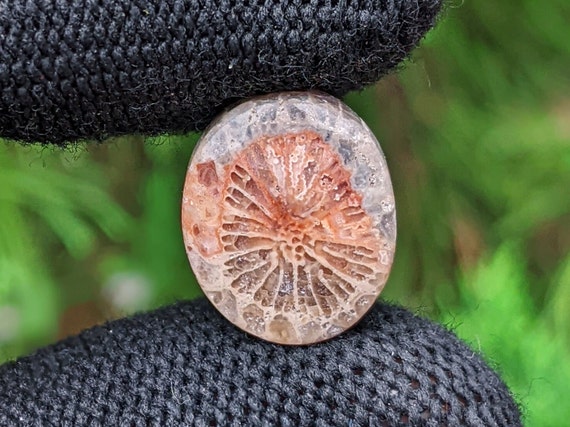 化石サンゴ宝石：インドネシア産ルースカボション（14 x 11 x 4 mm