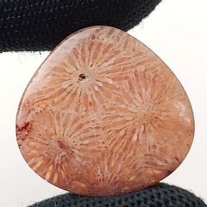 Fossilized Coral, Indonesia Fossilized Gemstone, Loose Gemstone For Making Jewelry, Hand Polished Stone