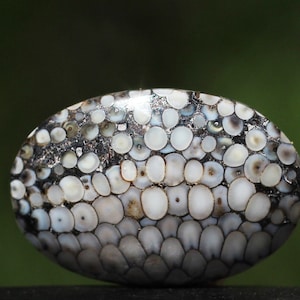 May include: A close-up of a white and grey agate stone with a unique pattern of small, round shapes. The stone is smooth and polished, and it has a natural, organic look.