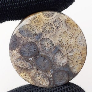 Fossilized Coral, Indonesia Fossilized Gemstone, Loose Gemstone For Making Jewelry, Hand Polished Stone