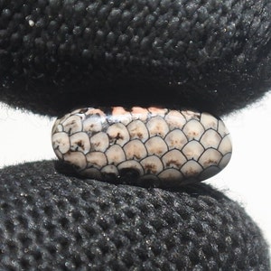 May include: Close-up of a snake's scales. The scales are black, white, and brown, and have a textured, overlapping pattern.