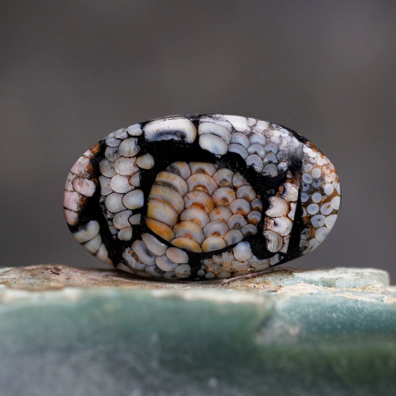 Wrasse Snake Skin Stone Fossilized Python Skin | Etsy