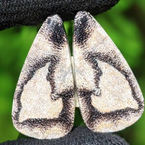 Peut inclure: Gros plan sur un papillon aux ailes blanches et aux marques noires. Les ailes du papillon sont déployées, montrant les motifs complexes de ses ailes.