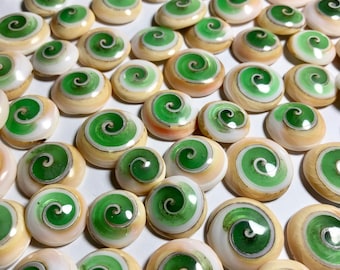 Green Fossilized Snails: Wholesale Lot (20-22 mm)